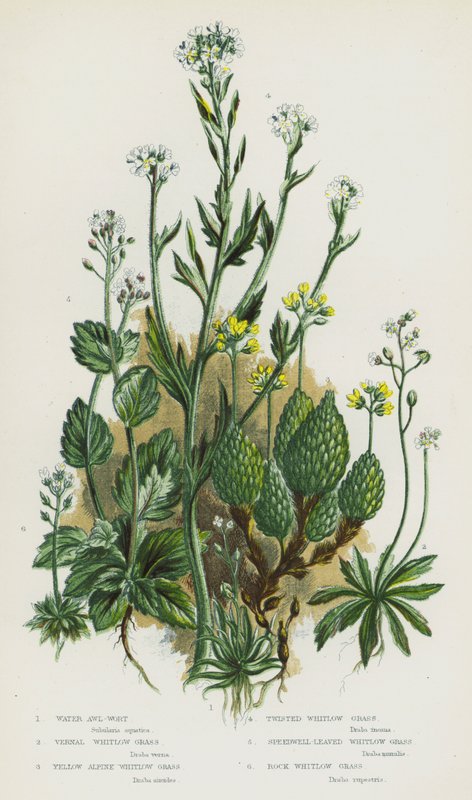 Blomstrende planter i Storbritannia: Vannsyleurt, Vernal Whitlow Grass, Yellow Alpine Whitlow Grass, Twisted Whitlow Grass, Speedwell-Leaved Whitlow Grass, Rock Whitlow Grass (farge litho) av English School