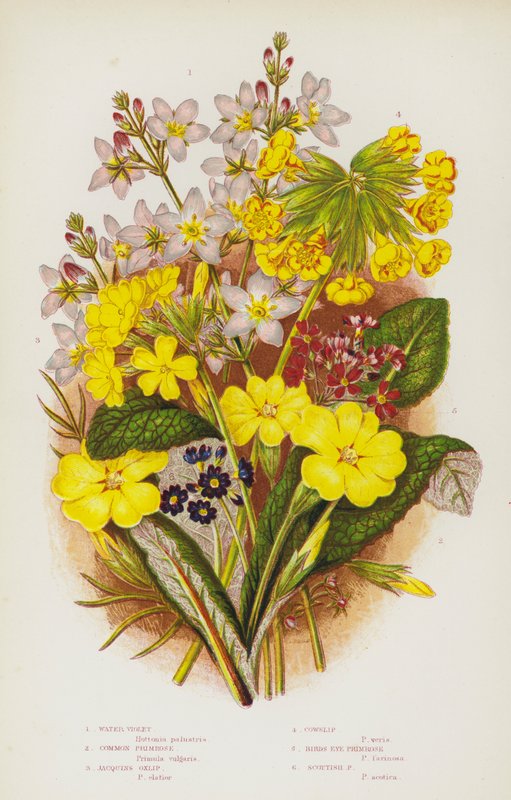 Blomstrende planter i Storbritannia: Vannfiolett, Primrose, Jacquins Oxlip, Cowslip, Birds Eye Primrose, Scottish Primrose (farge litho) av English School