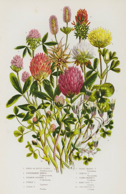 Blomstrende planter fra Storbritannia: Hvitkløver eller hollandsk kløver, underjordisk trekløver, svovelfarget trekløver, lilla trekløver, sikksakk-trekløver, kardebolle-trekløver, kardemom-trekløver, stjernehodet trekløver, harefot-trekløver, mykknyttet t av English School