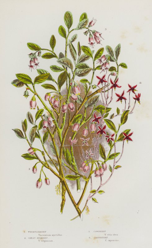Blomstrende planter i Storbritannia: Whortleberry, Great Blueberry, Cowberry, Craneberry (farge litho) av English School