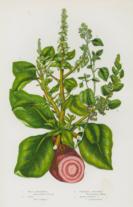 Blomstrende planter i Storbritannia: vill amaranth, bete, stinkende gåsefot, mange frøet gåsefot (farge litho) av English School