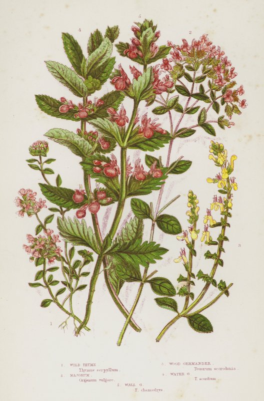Blomstrende planter i Storbritannia: Villtimian, Majorum, Wood Germander, Water Germander, Wall Germander (farge litho) av English School