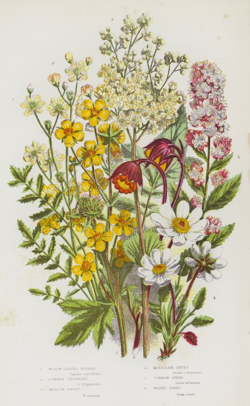 Blomstrende planter i Storbritannia: Willow Leaved Spiraea, Vanlig dråpeurt, Meadow Sweet, Mountain Avens, Common Avens, Water Avens (farge litho) av English School