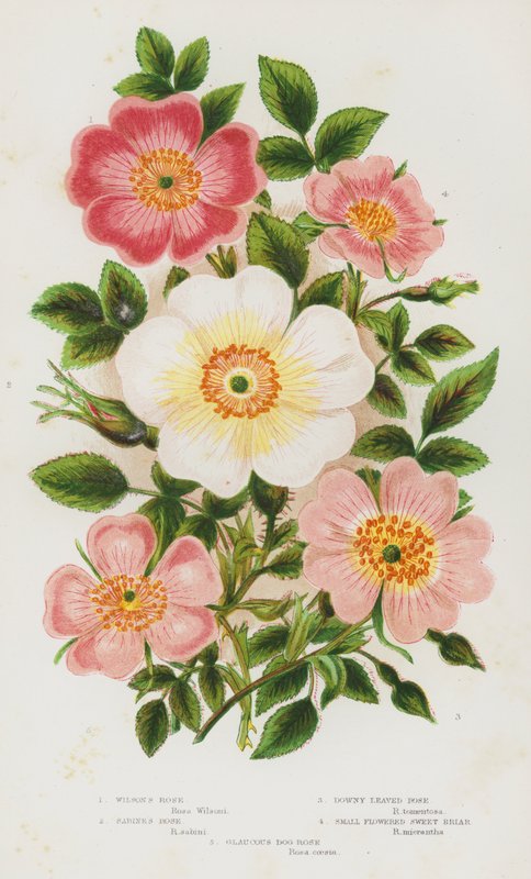 Blomstrende planter i Storbritannia: Wilson's Rose, Sabine's Rose, Downy Leaved Rose, Small Flowered Sweet Briar, Glaucous Dog Rose (farge litho) av English School