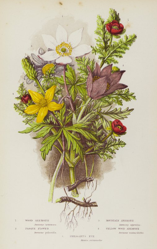 Blomstrende planter i Storbritannia: Vedanemone, Pasque Flower, Mountain Anemone, Pasque Flower, Yellow Wood Anemone, Pheasant