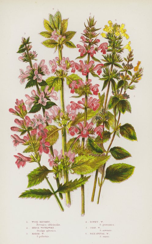 Blomstrende planter i Storbritannia: Wood Betony, Hedge Woundwort, Marsh Woundwort, Downy Woundwort, Corn Woundwort, Blek årlig Woundwort (farge litho) av English School