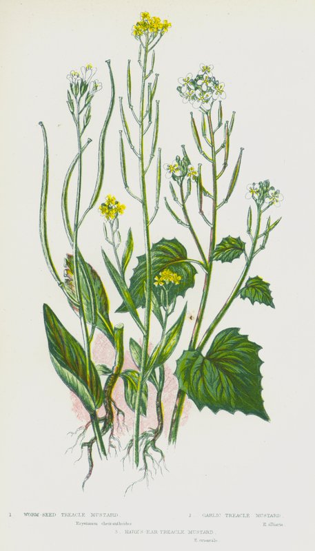 Blomstrende planter i Storbritannia: orm-frø sirup sennep, hvitløks sirup sennep, hare