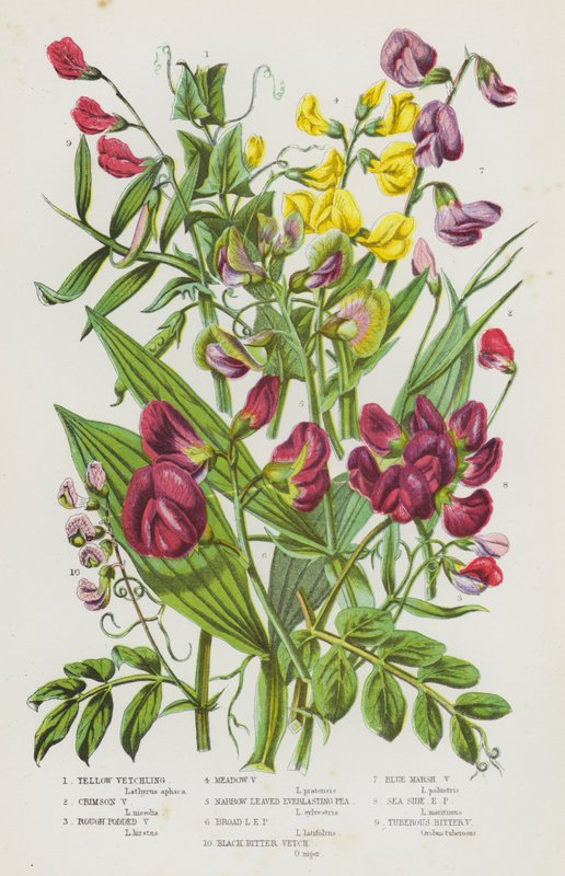 Blomstrende planter i Storbritannia: Gul vikker, Crimson Vikker, Grov Podded Vikker, Eng Vikker, Smalbladet Evig ert, Bredbladet Evig Ert, Svart Bitter Vikker, Blue Marsh Vikker, Sea Side Evig Ert, Knollbitt av English School
