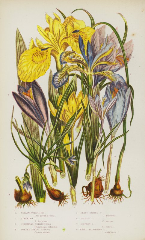 Blomstrende planter i Storbritannia: Yellow Water Iris, Stinking Iris, Columnas Trichonema, Purple Spring Crocus, Least Spring Crocus, Golden Crocus, Saffron Crocus, Nakne-blomstrende krokus (farge litho) av English School