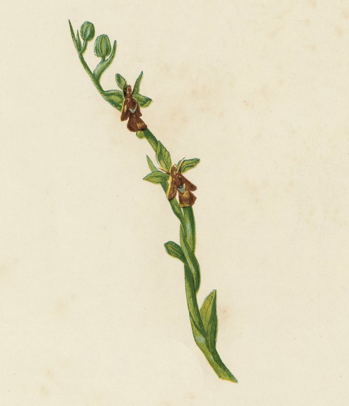 Fly Orchis, Ophrys Muscifera (farge litho) av English School