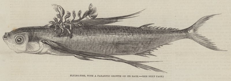 Flyvefisk, med en parasittisk vekst på ryggen (gravering) av English School