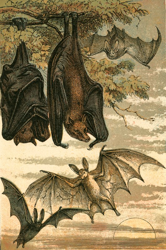 Flying Fox, Vampire Bat, Common Bat og Spectre Vampire av English School