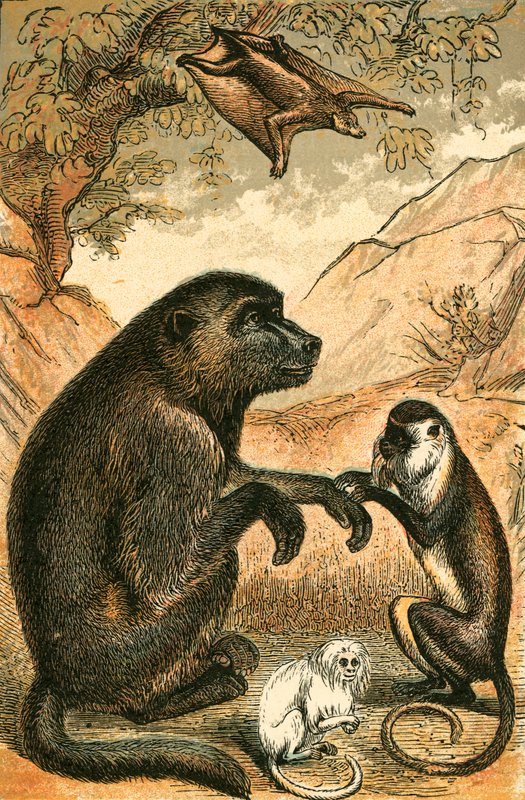 Flying Lemur, Bavian, Diana Monkey og Marmoset av English School