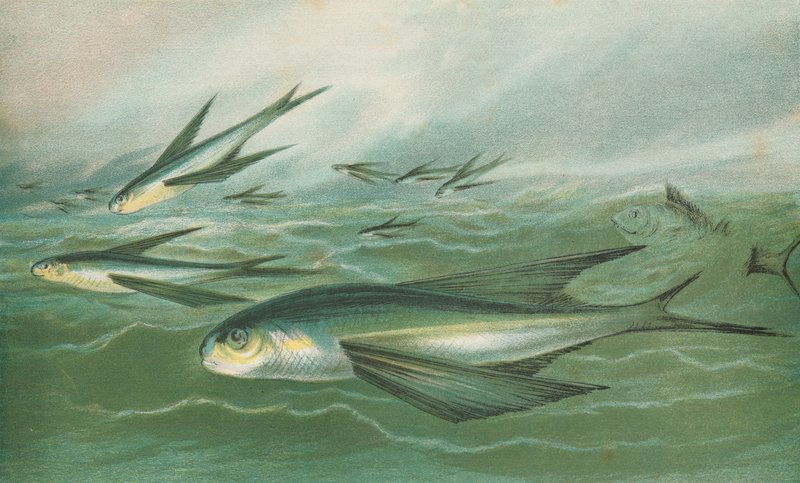 Flyvende fisk av English School