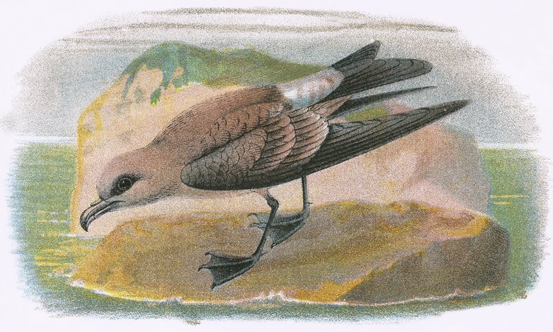 Gaffelhalepetrel av English School