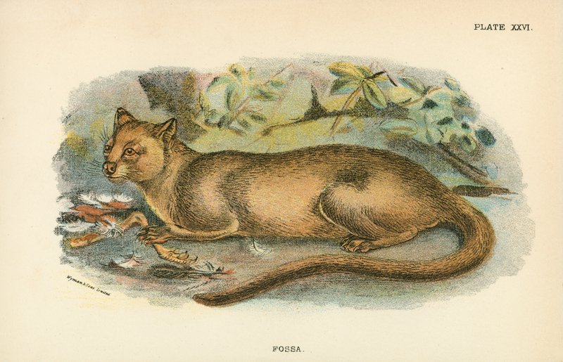 Fossa av English School
