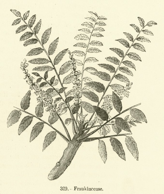 Frankincense (gravering) av English School