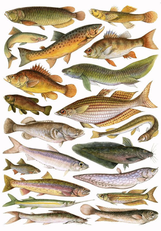 Fresh Water Fishes of the Empire - Australian Region av English School