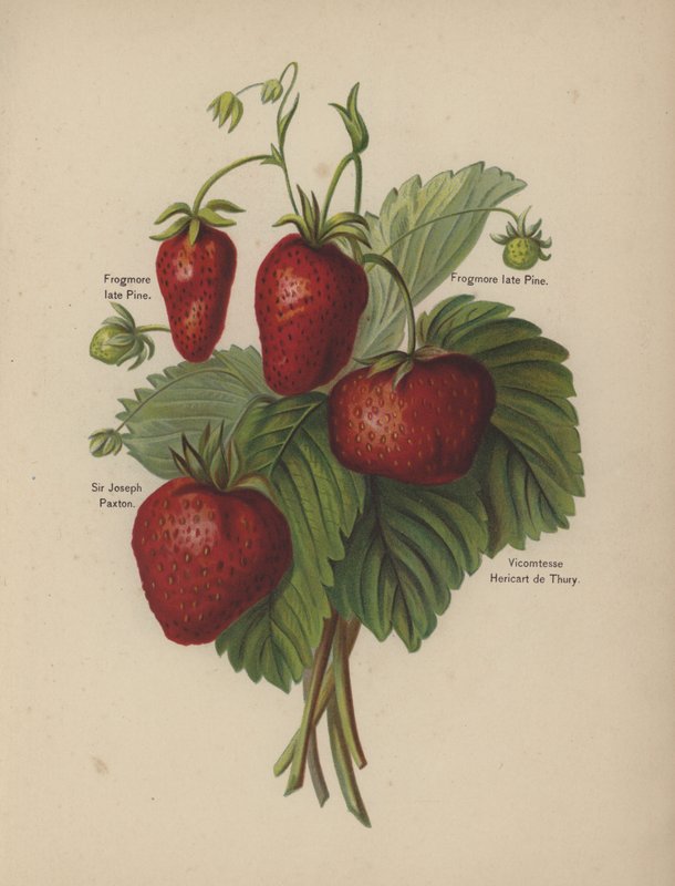 Frogmore sent Pine, Sir Joseph Paxton, Vicomtesse Hericart de Thury av English School