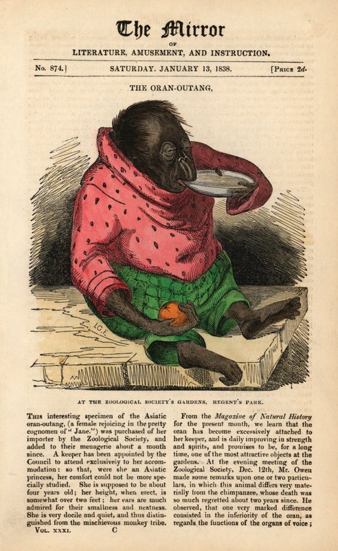 Forsiden av The Mirror fra 13. januar 1838 som feirer ankomsten av en orangutang til Zoological Society