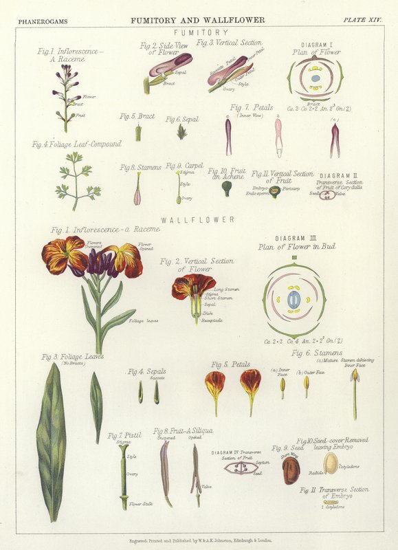 Fumitory og Wallflower av English School