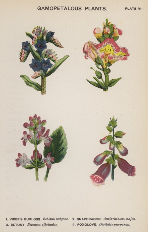 Gamopetale planter (farge litho) av English School