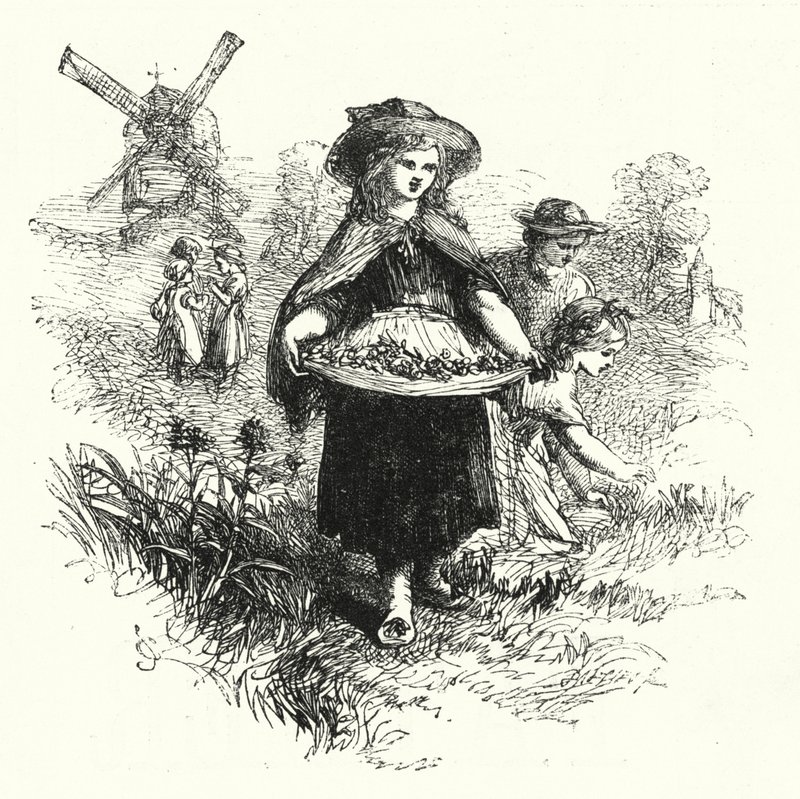 Samle kuslipp (gravering) av English School