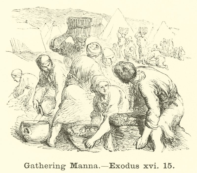 Samling av Manna, Exodus, xvi, 15 av English School