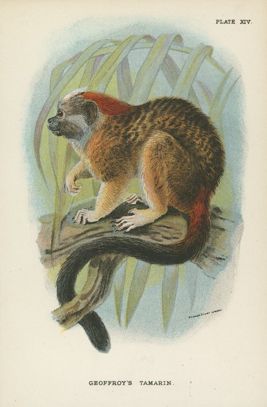 Geoffroys Tamarin av English School