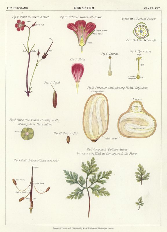 Geranium av English School