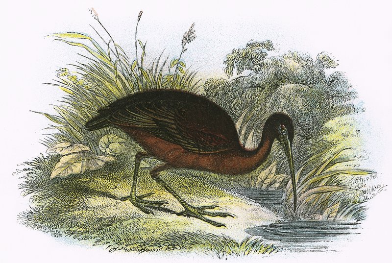 Glanset Ibis av English School