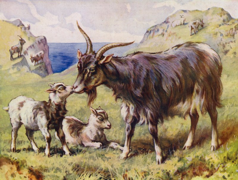 Geit og barn (farge litho) av English School