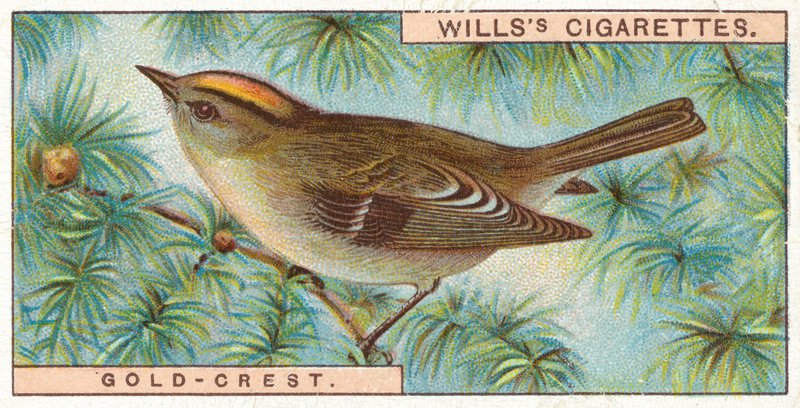 Gold-Crest av English School