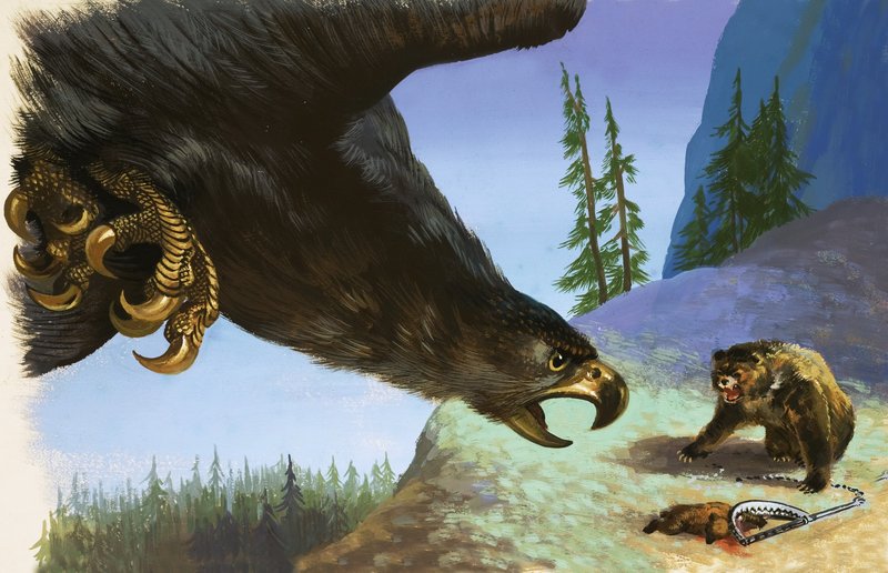 Golden Eagle angrep bjørn for dyr i fellen av English School