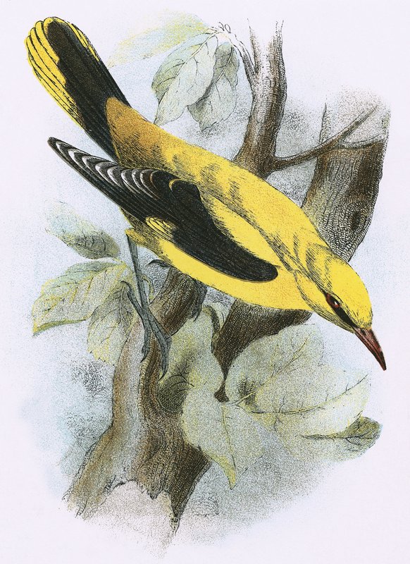 Gylden Oriole av English School