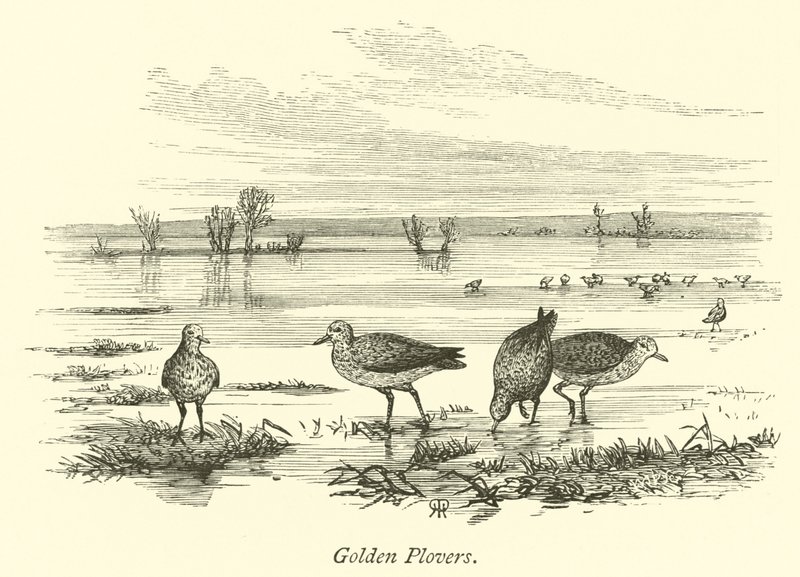 Gylden Plovers av English School