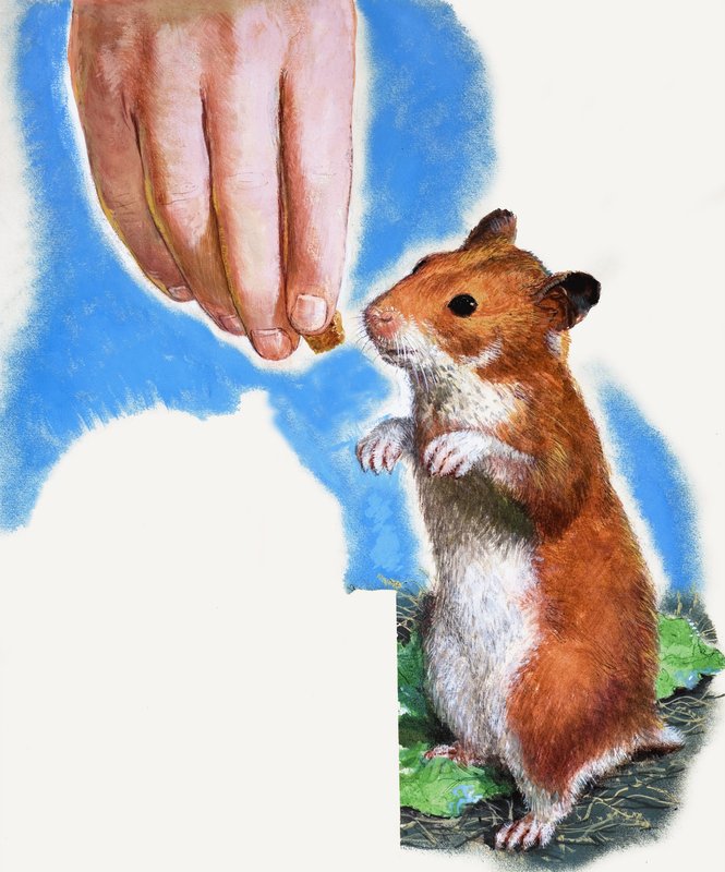 Gullhamster av English School