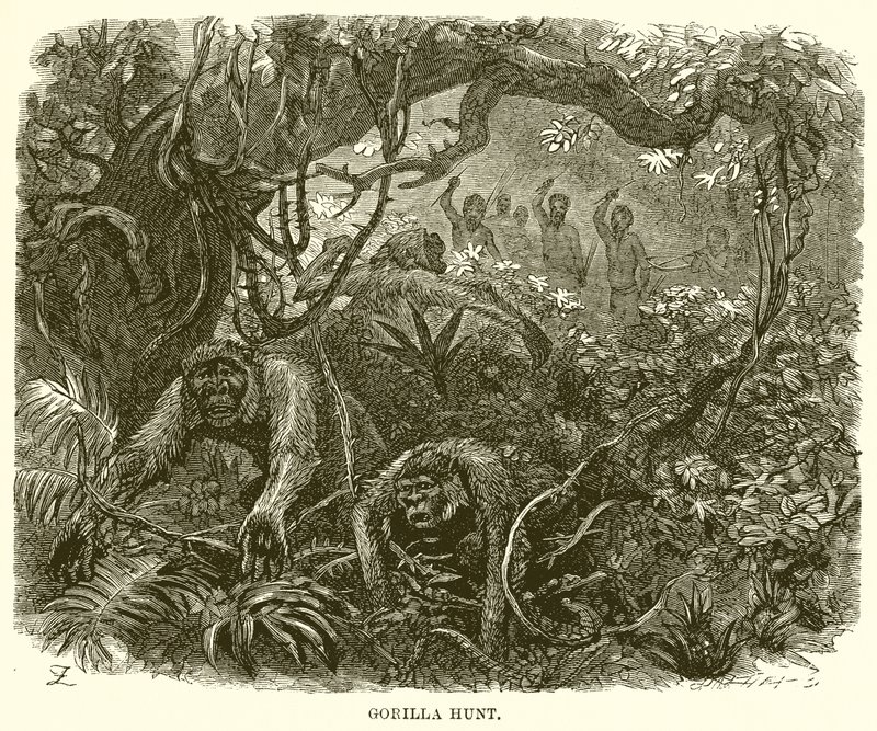 Gorillajakt av English School