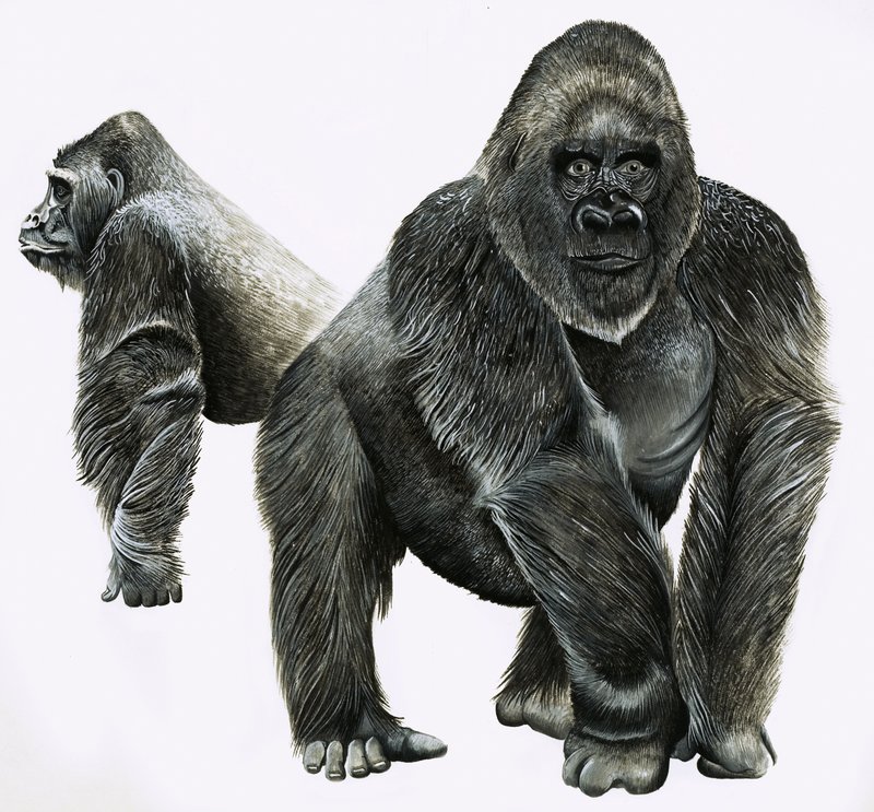 Gorillaer av English School