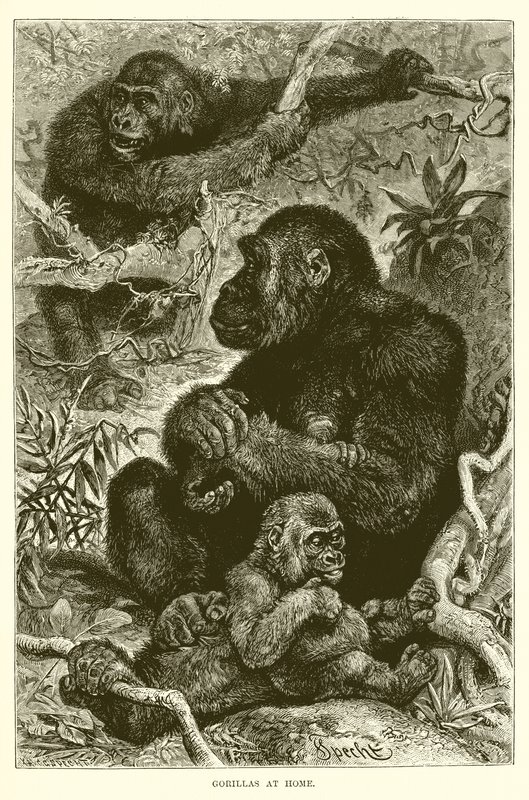 Gorillaer hjemme av English School
