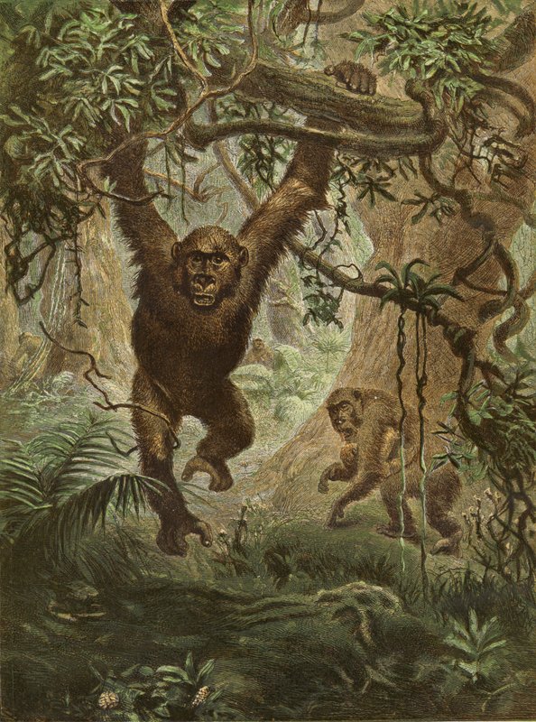 Gorillaer hjemme av English School