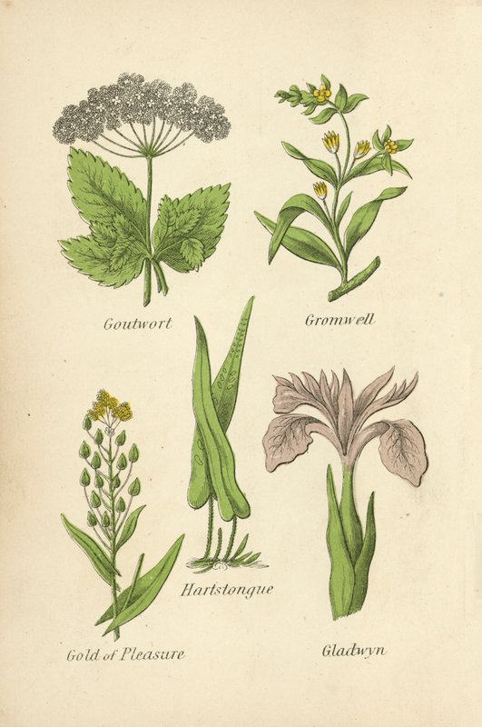 Gouturt, Gromwell, Hartstongue, Gold of Pleasure, Gladwyn av English School