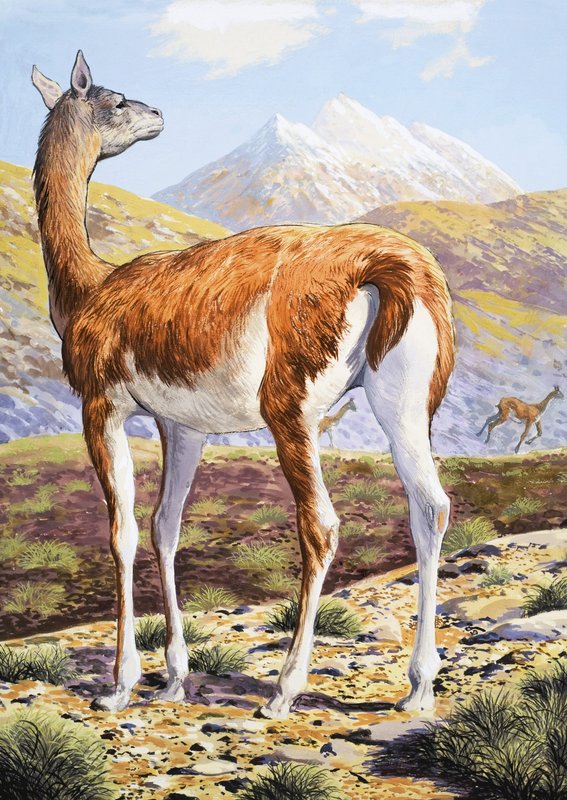 Grasiøse Guanacos av English School