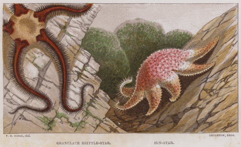 Granulat Brittle-Star, Sun-Star (farge litho) av English School