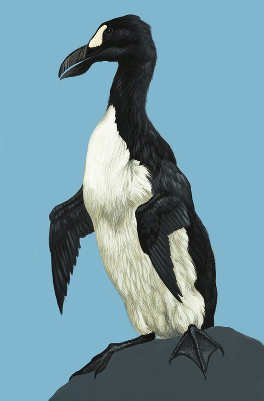 Flott Auk av English School