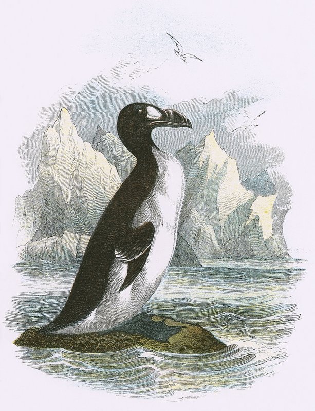 Flott Auk av English School