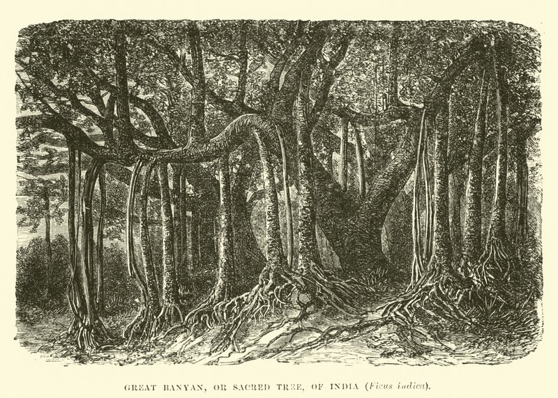 Great Banyan, eller hellig tre, fra India, Ficus indica av English School