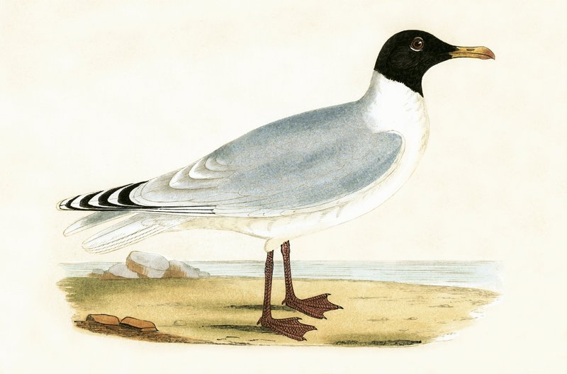 Great Black Headed Gull, illustrasjon fra 