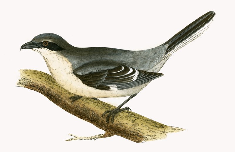 Great Grey Shrike, illustrasjon fra 