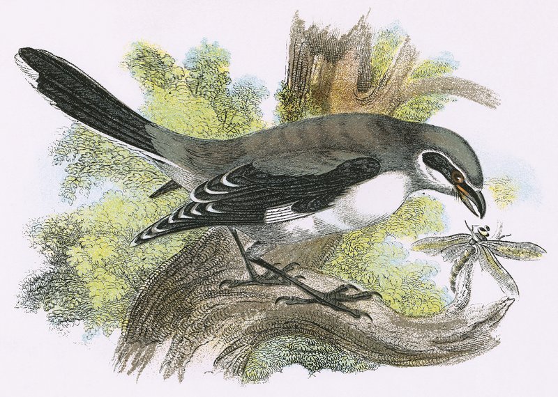 Flott grå Shrike av English School